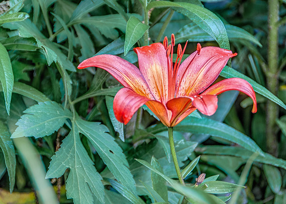 DSC_8175 EP-Edit