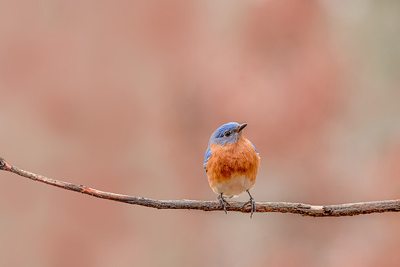 Bluebird on a Stick